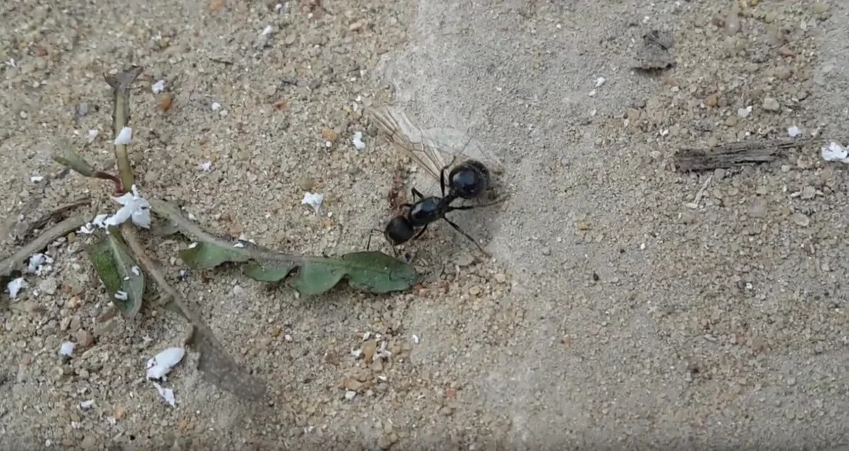 Кто такая матка муравья