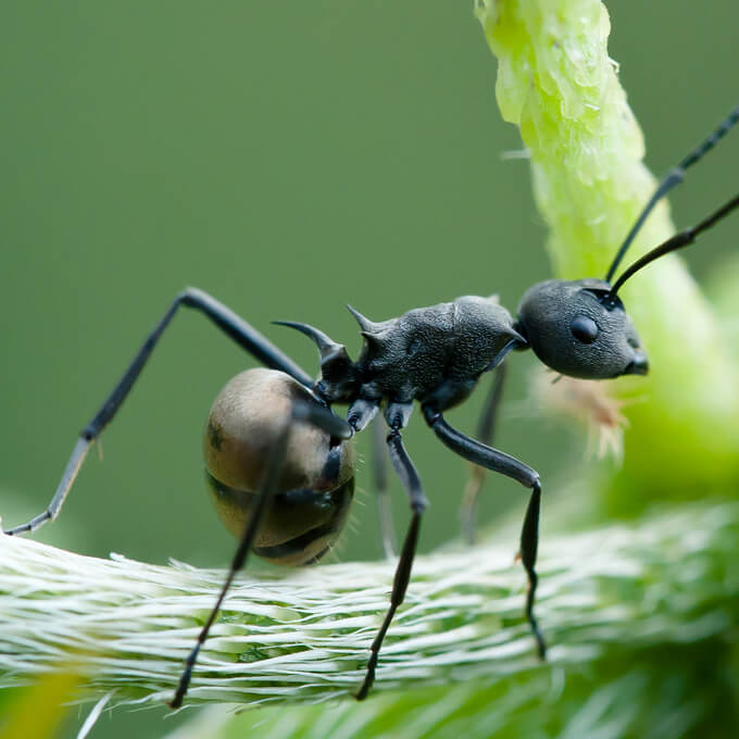 Polyrhachis dives