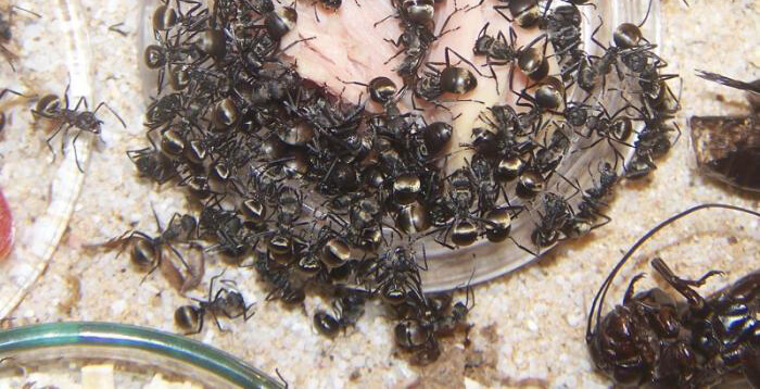Polyrhachis dives