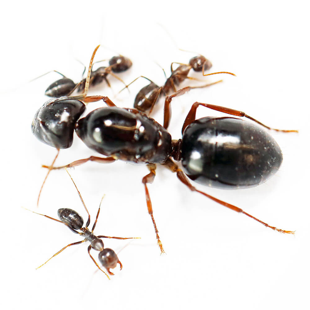Camponotus largiceps