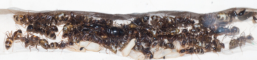 Camponotus pseudoirritans