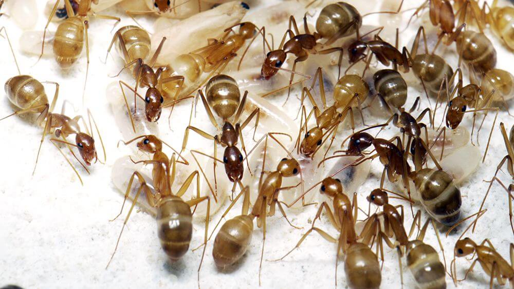 Camponotus pseudoirritans