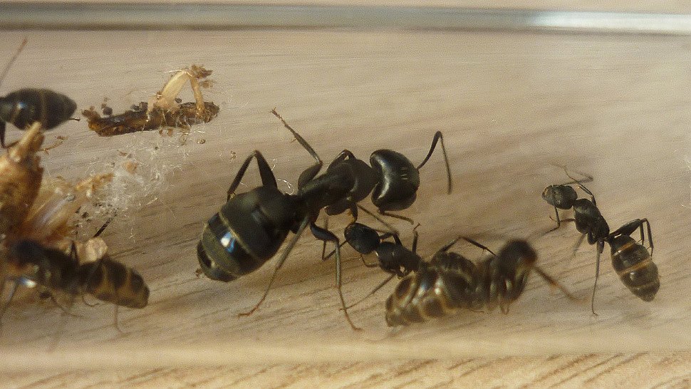 Camponotus saxatilis