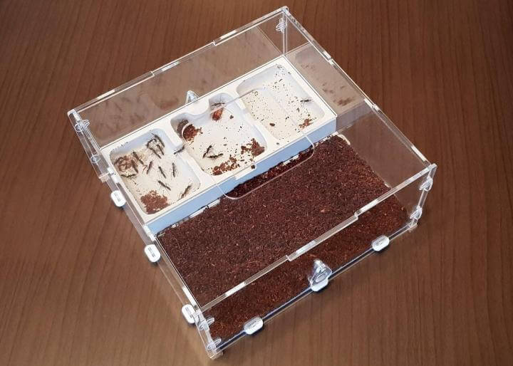 Формикарий для Harpegnathos venator