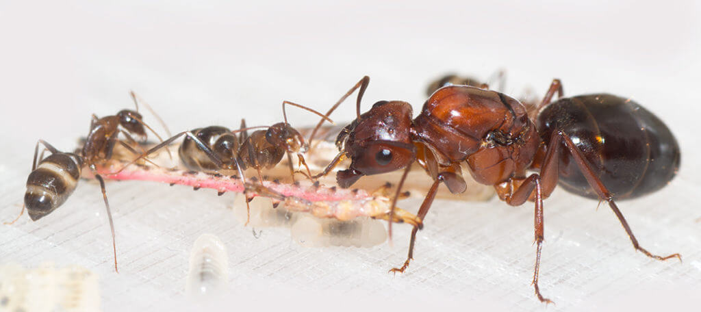 Camponotus turkestanicus