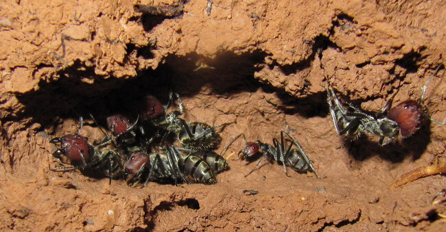 camponotus-singularis