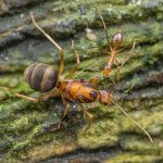 Anoplolepis-gracilipes