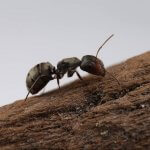 Camponotus lasiselene