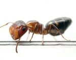 Colobopsis truncatus