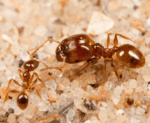 Pheidole pallidula