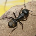 Camponotus saxatilis