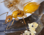 Camponotus turkestanus