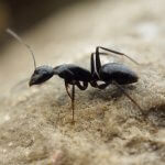 Cataglyphis aenescens