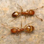 Monomorium Pharaonis