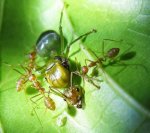 Oecophylla smaragdina