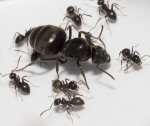 Lasius niger