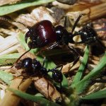 Messor barbarus