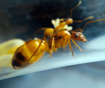Camponotus baldaccii