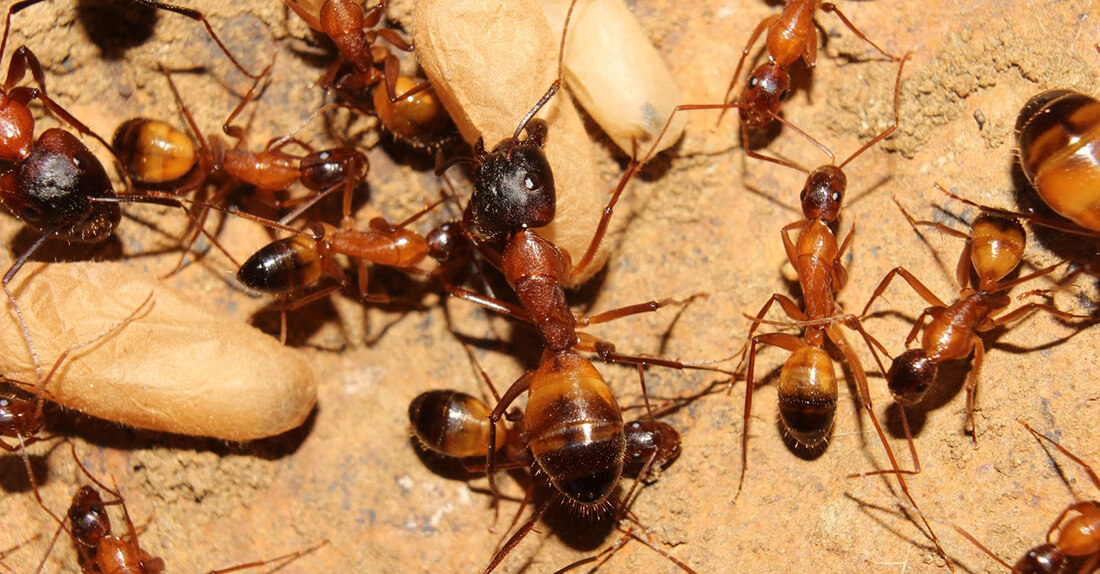 Camponotus baldaccii