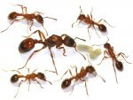 Manica rubida