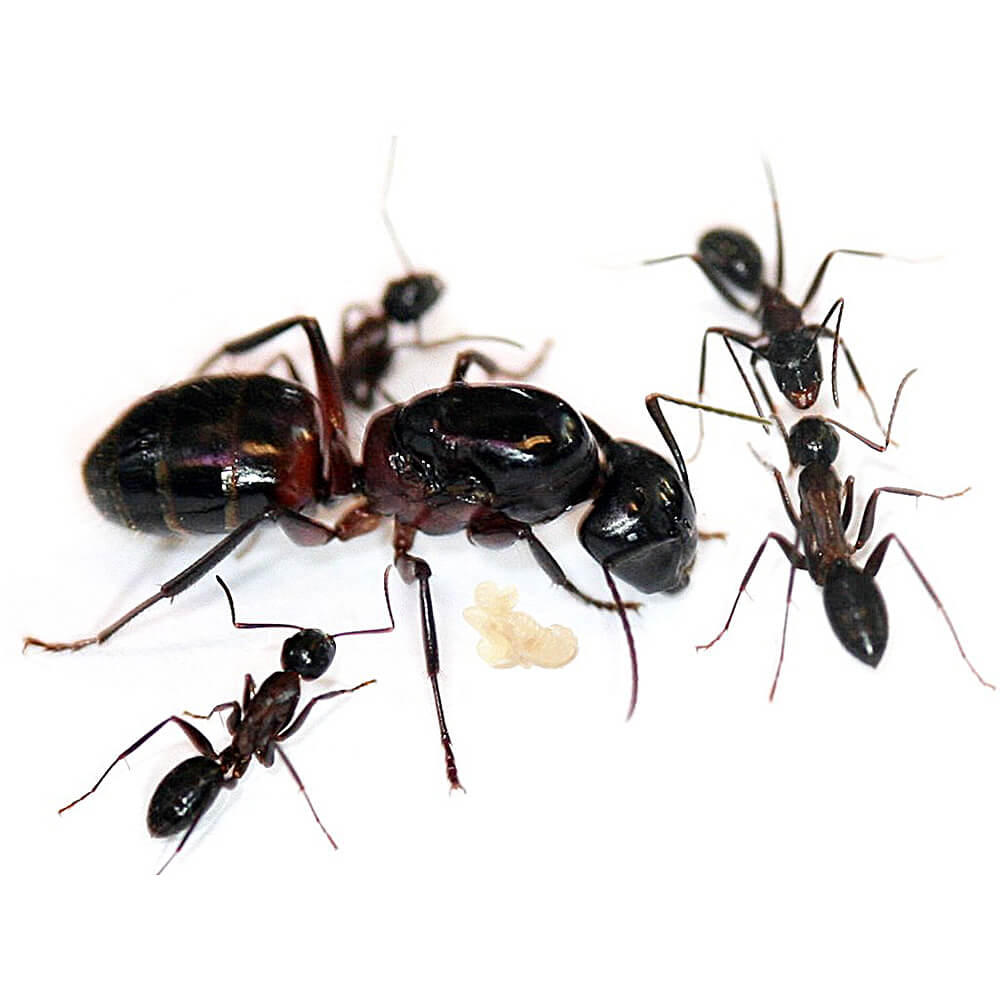 Camponotus ligniperda: описание, содержание, кормление, уход