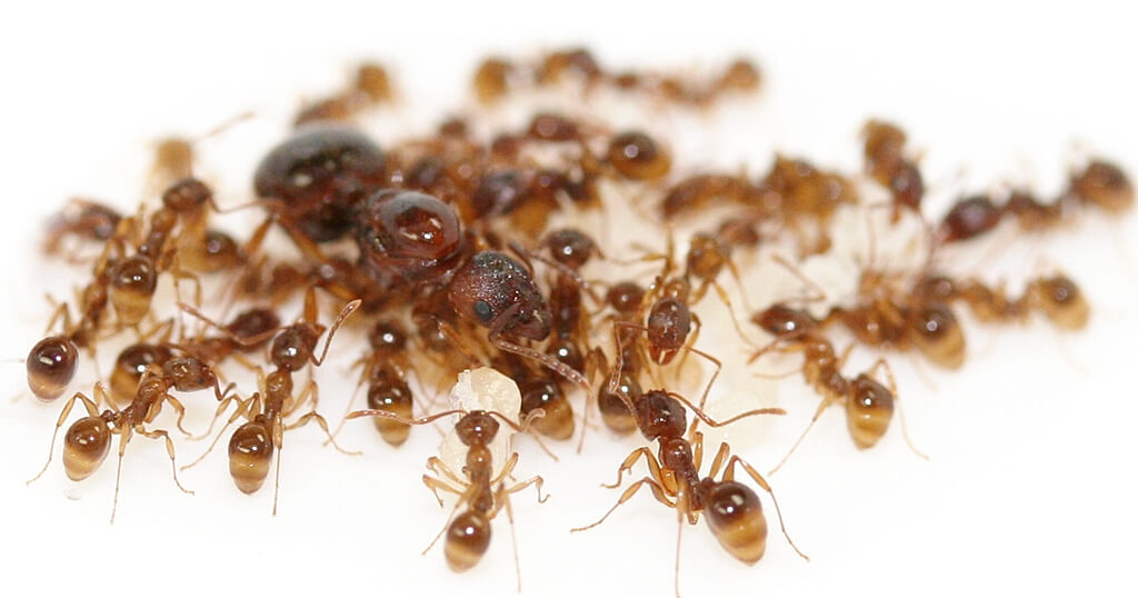 Aphaenogaster subterranea