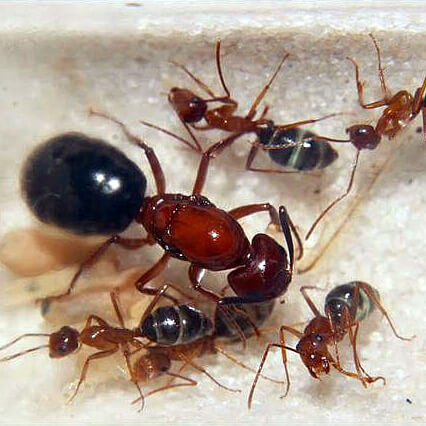 Camponotus fedtschenkoi матка