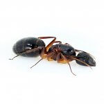 camponotus mitis