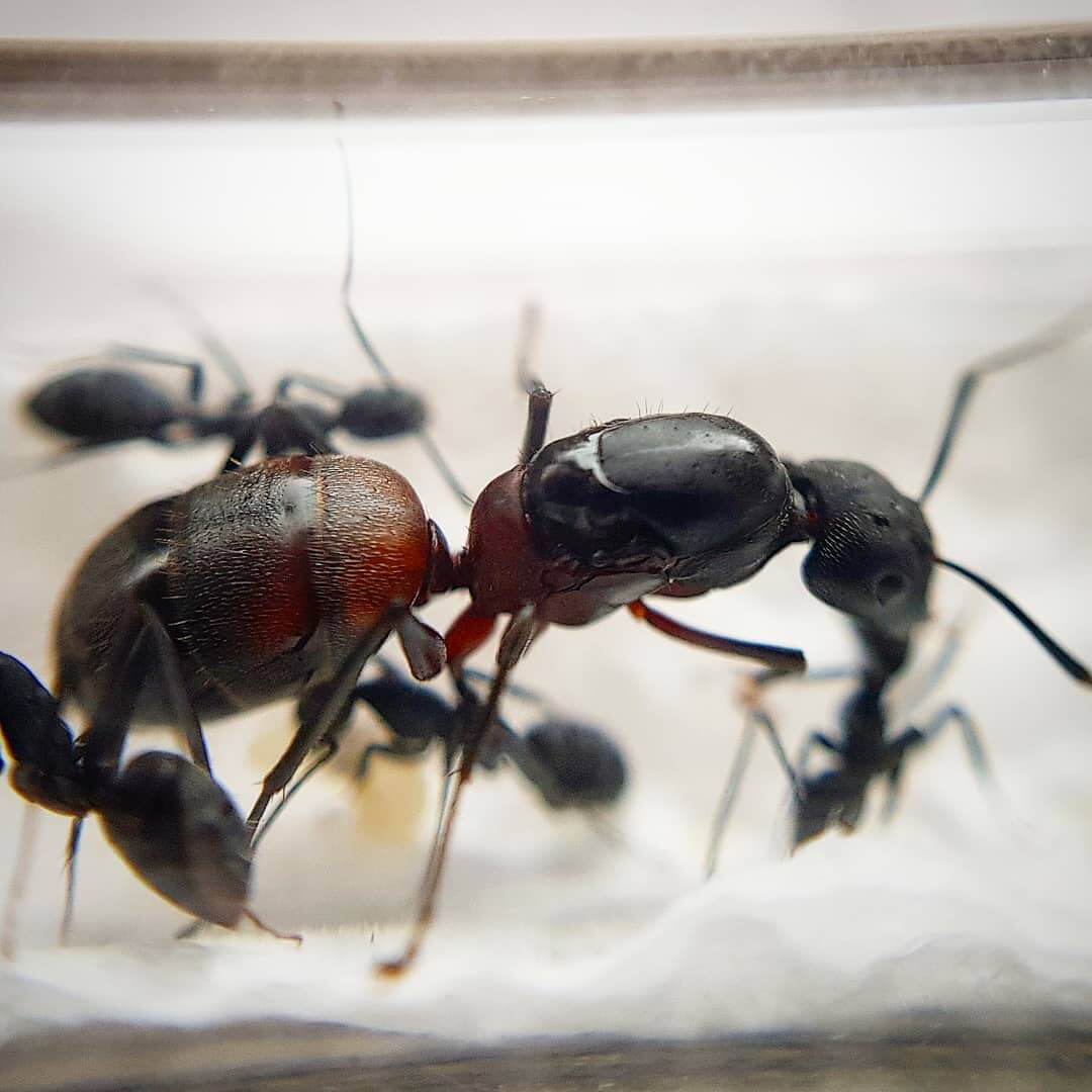 Camponotus cruentatus: описание, содержание, кормление, уход