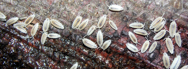 Тропическая карликовая белая мокрица (Trichorhina tomentosa)