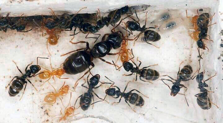 Lasius umbratus
