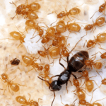 Lasius umbratus