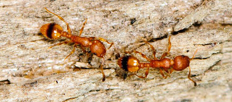Temnothorax unifasciatus