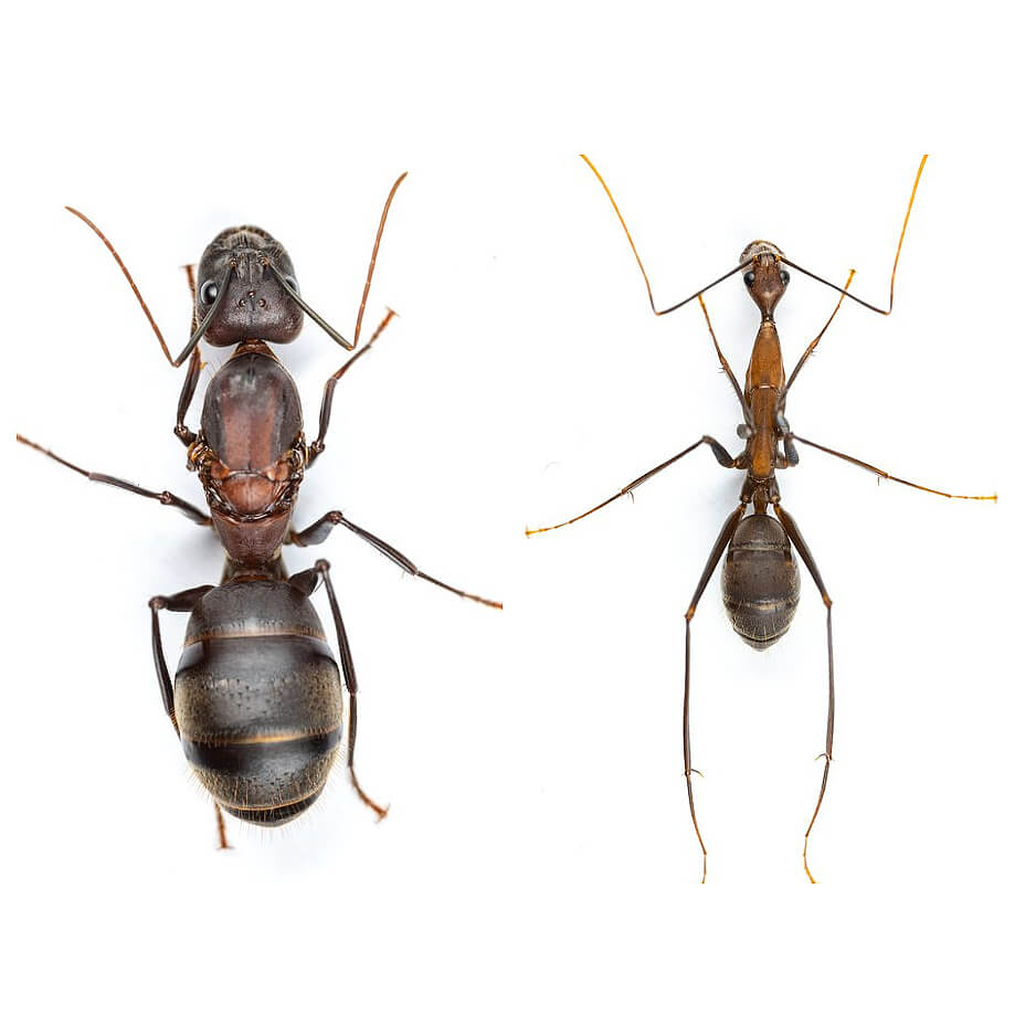 Camponotus angusticollis: описание, содержание, кормление, уход