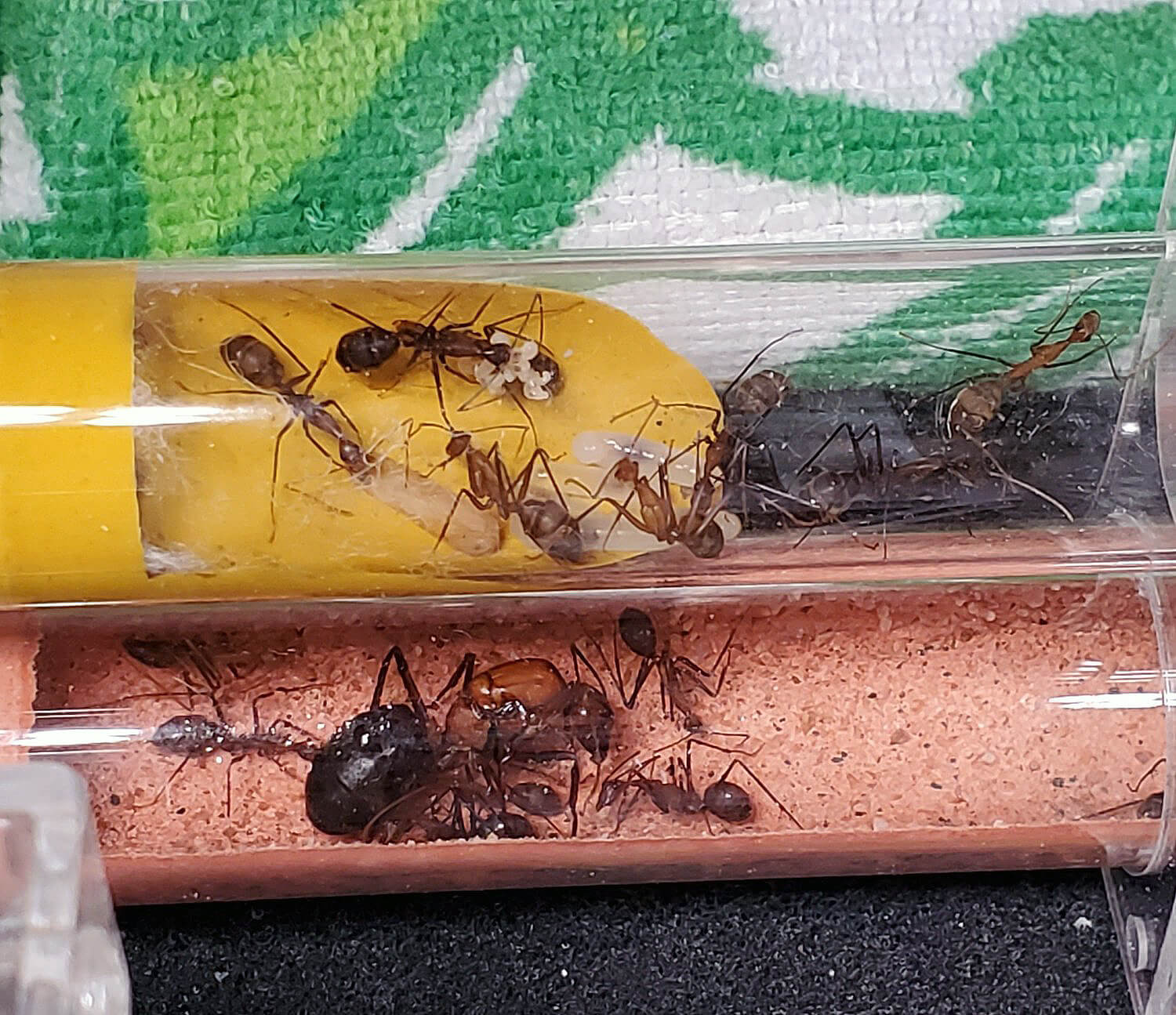 Camponotus angusticollis: описание, содержание, кормление, уход