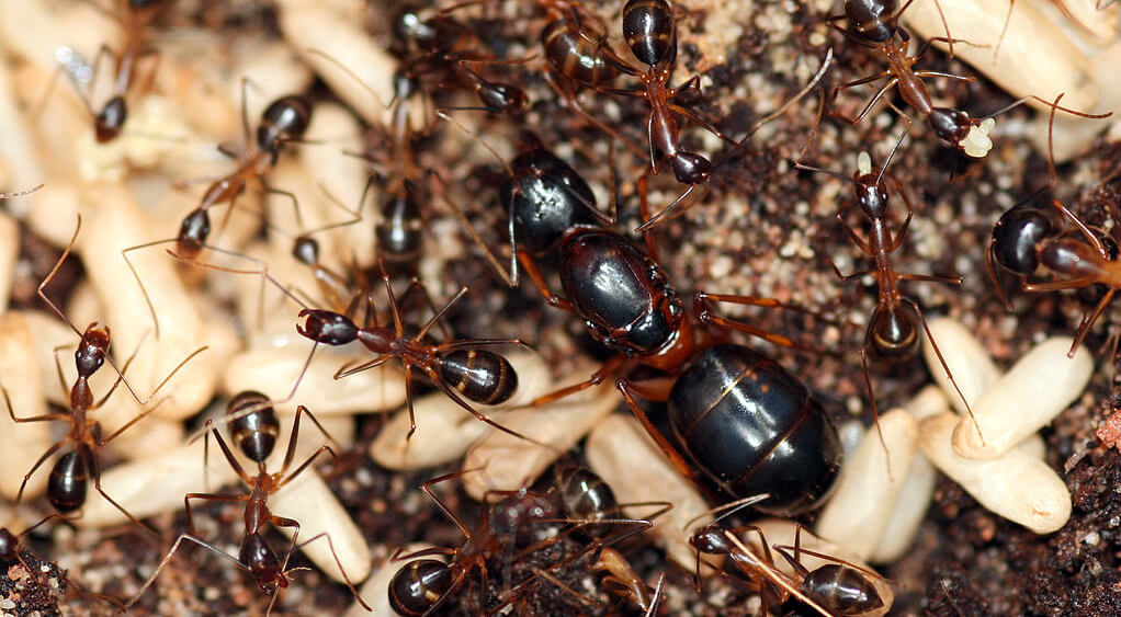 Camponotus festinus