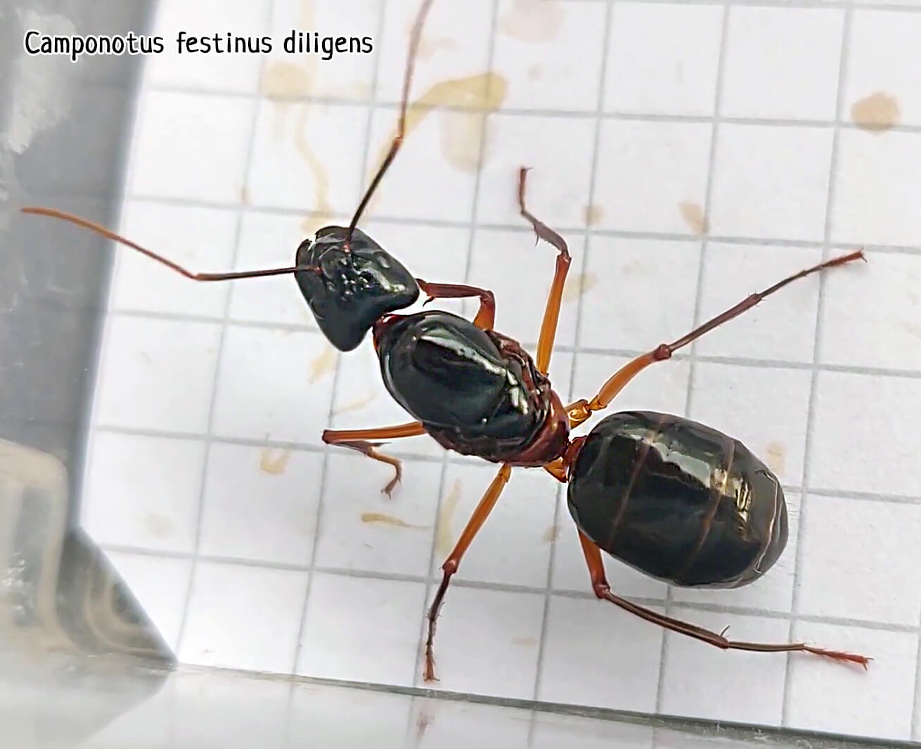 Camponotus festinus diligens
