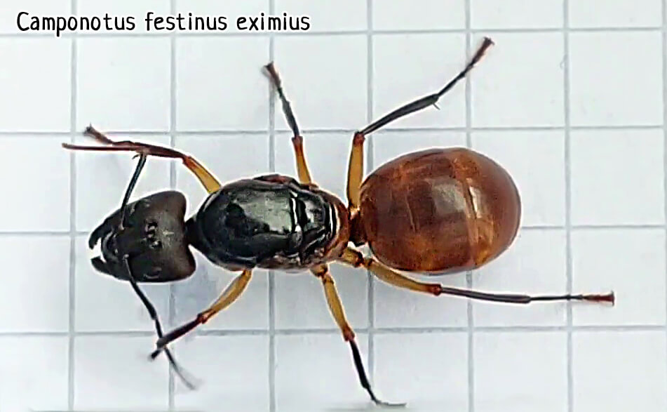 Camponotus festinus eximius