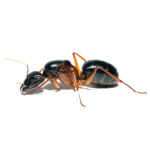 camponotus-festinus