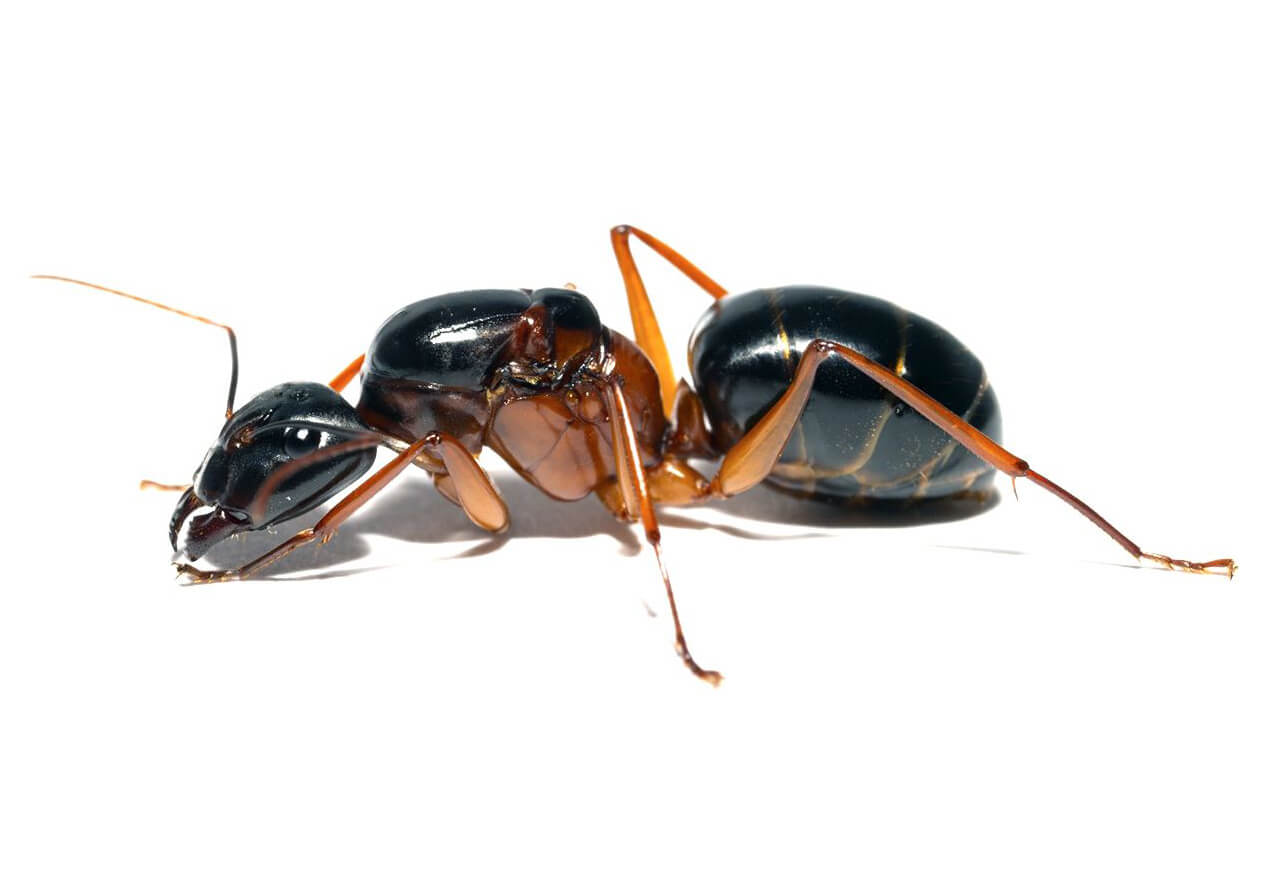 Camponotus festinus: описание, содержание, кормление, уход