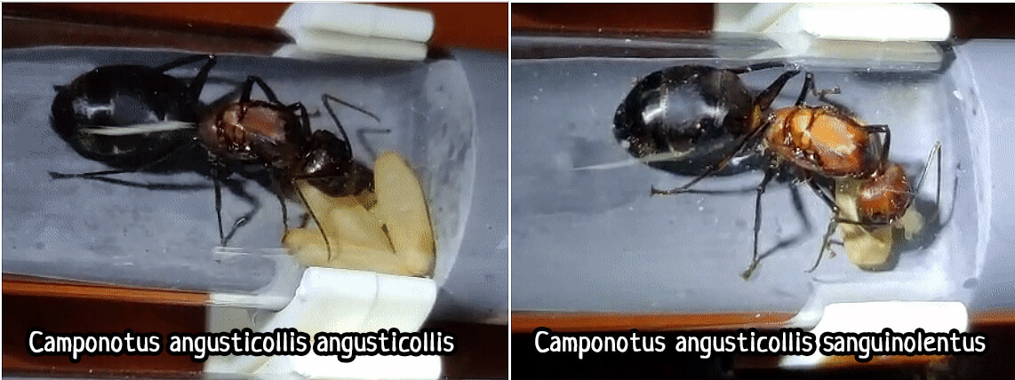 Camponotus angusticollis подвиды